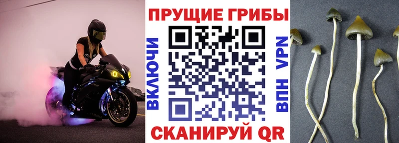Псилоцибиновые грибы Psilocybe  Ряжск 